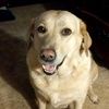 llgolden1